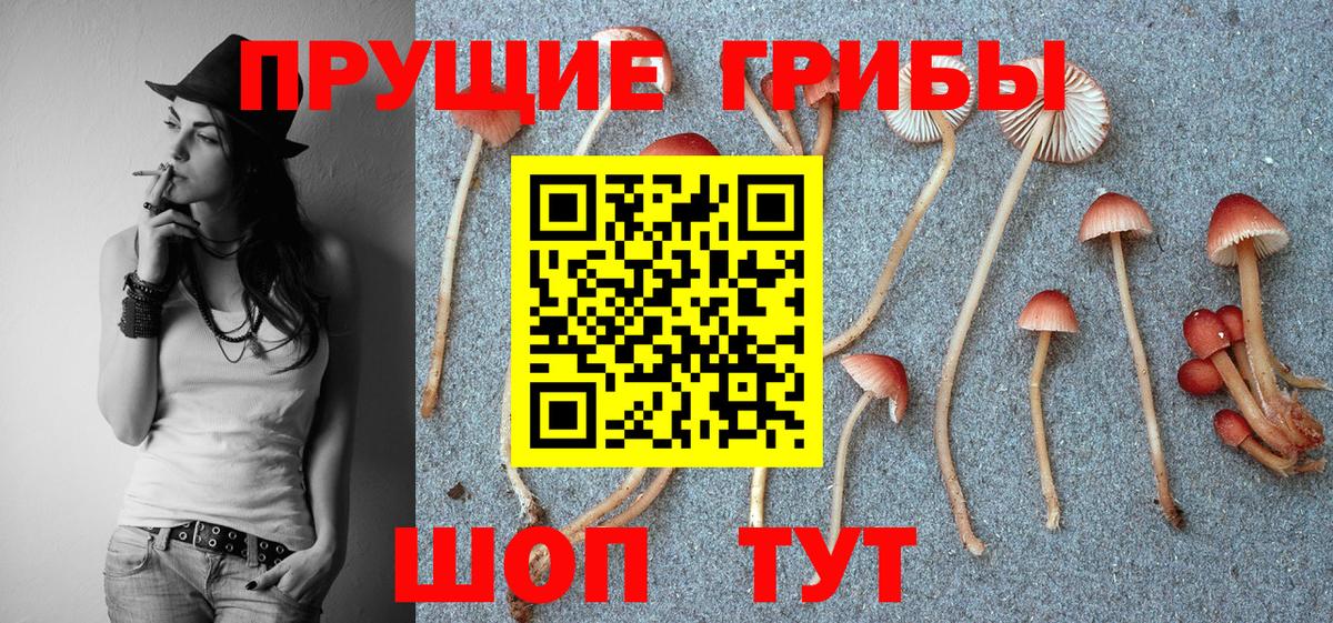 Псилоцибиновые грибы Psilocybe  Вход с VPN  Псилоцибиновые грибы GOLDEN TEACHER  Новокубанск 